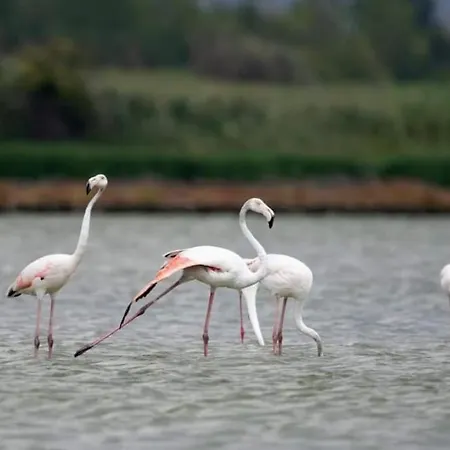 Appartement Mila's Burgas Stad