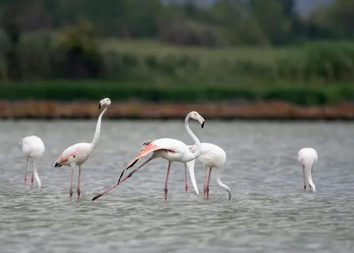 Apartment Mila's Burgas